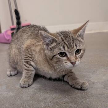 Sashimi -  Domestic Short Hair Cat for Adoption in York, Pennsylvania - Sashimi | PetCurious