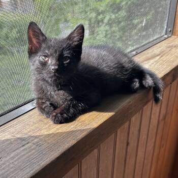 Tippet -  Domestic Short Hair Cat for Adoption in Chattanooga, Tennessee - Tippet | PetCurious