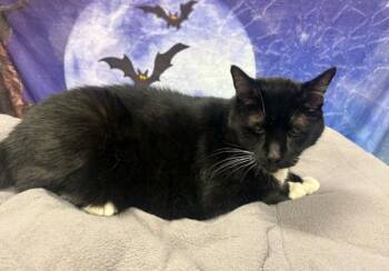 AC-PENDING "Rasputia" -  Tuxedo Cat for Adoption in Conyers, Georgia - AC-PENDING "Rasputia" | PetCurious