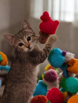 Dax -  Domestic Short Hair Cat for Adoption in North Richland Hills, Texas - Dax | PetCurious