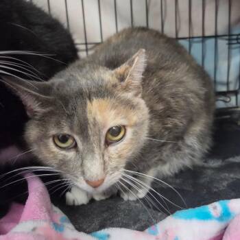 Candy Land -  Domestic Short Hair Cat for Adoption in Normal, Illinois - Candy Land | PetCurious
