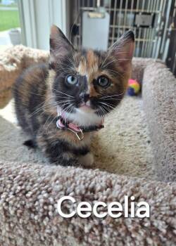 Domestic Short Hair Cats Available for Adoption in Sidney, Ohio - Cecelia | PetCurious