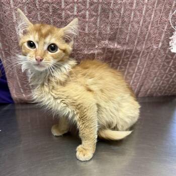Sonny -  Domestic Short Hair Cat for Adoption in San Antonio, Texas - Sonny | PetCurious