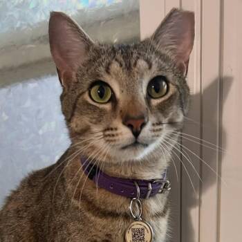 Luna -  Domestic Short Hair Cat for Adoption in Liverpool, Texas - Luna | PetCurious