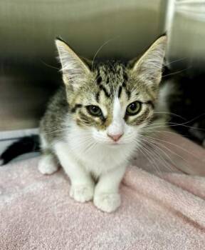 Rook -  Domestic Short Hair Cat for Adoption in Westland, Michigan - Rook | PetCurious