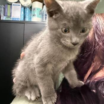 Gracie -  Russian Blue and Domestic Short Hair Cat for Adoption in Ferndale, Washington - Gracie | PetCurious