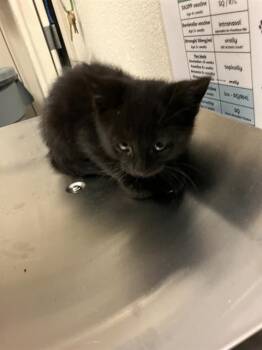 HORTON -  Domestic Short Hair Cat for Adoption in Long Beach, California - HORTON | PetCurious