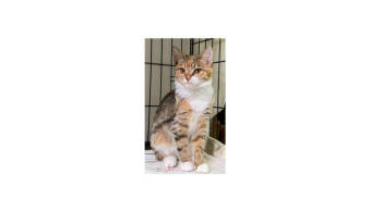 Rescue Tabby and Domestic Short Hair Cats for Adoption in Greensboro, North Carolina - Nell | PetCurious
