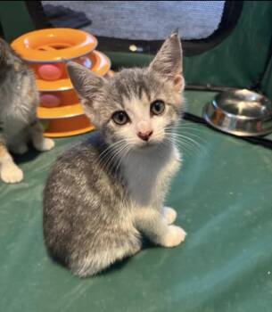 Hope -  Domestic Short Hair Cat for Adoption in North Babylon, New York - Hope | PetCurious