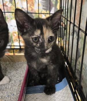 Jill -  Tortoiseshell Cat for Adoption in Bridgeton, North Carolina - Jill | PetCurious