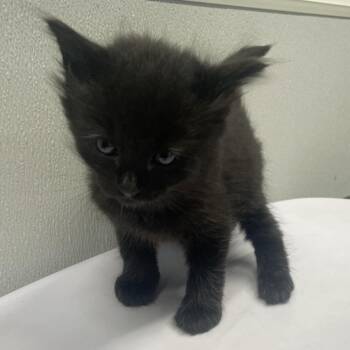 Domestic Medium Hair Cats Available for Adoption in Tampa, Florida - Mila | PetCurious