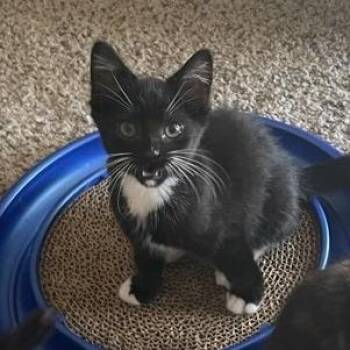 General -  Domestic Short Hair Cat for Adoption in Bridgeville, Pennsylvania - General | PetCurious