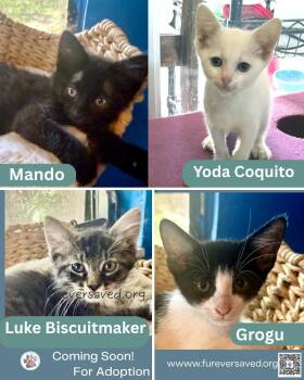 Meet our Mandalorian kittens - Mando, Luke Biscuitmaker, Grogu,  -  Domestic Short Hair Cat for Adoption in Miami, Florida - Meet Our Mandalorian Kittens - Mando, Luke Biscuitmaker, Grogu,  | PetCurious