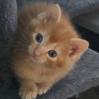 Newsie -  Domestic Short Hair Cat for Adoption in Verona, Wisconsin - Newsie | PetCurious