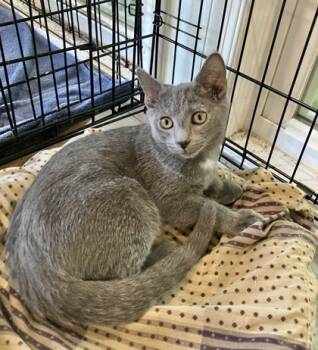 Rescue Domestic Short Hair Cats for Adoption in New Freedom, Pennsylvania - Dante | PetCurious