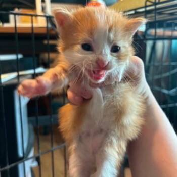 Jan Brady -  Domestic Long Hair Cat for Adoption in Woodbury, New Jersey - Jan Brady | PetCurious