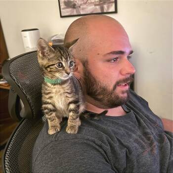 Gale -  Domestic Short Hair Cat for Adoption in Webster, Texas - Gale | PetCurious