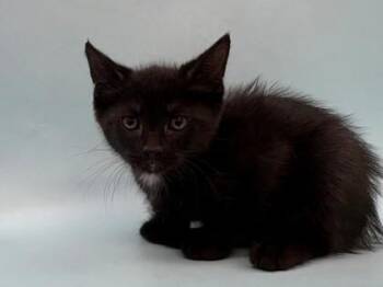 Zoey -  Domestic Short Hair Cat for Adoption in Woodbury, Minnesota - Zoey | PetCurious