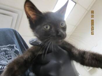 (635) -  Domestic Short Hair Cat for Adoption in Marietta, Georgia - (635) | PetCurious