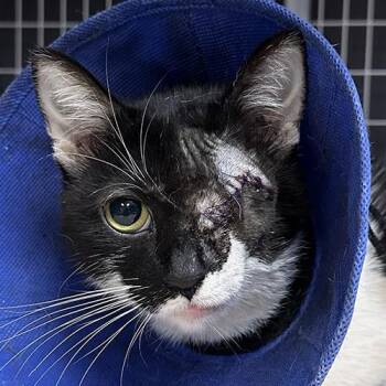 Cookie -  Domestic Short Hair Cat for Adoption in Crystal Lake, Illinois - Cookie | PetCurious