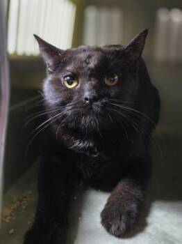 Thomsonite -  Domestic Short Hair Cat for Adoption in Westland, Michigan - Thomsonite | PetCurious