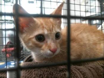 SEBASTIAN -  Domestic Short Hair Cat for Adoption in Houston, Texas - SEBASTIAN | PetCurious
