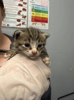 Gene -  Domestic Short Hair Cat for Adoption in Bloomington, Indiana - Gene | PetCurious
