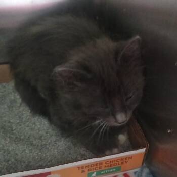 Domestic Medium Hair Cats Available for Adoption in Kyle, Texas - BAJA BLAST | PetCurious