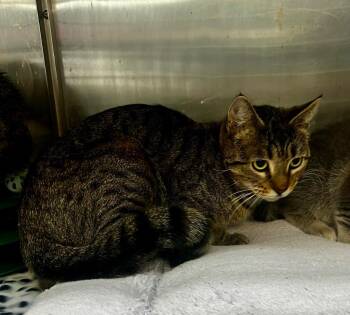 Domestic Short Hair Cats Available for Adoption - Bombette | PetCurious