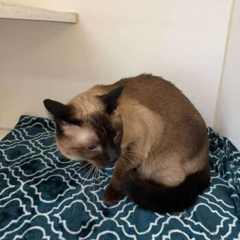 Domestic Short Hair Cats Available for Adoption in Gadsden, Alabama - Samantha BONDED W/ LUCY | PetCurious