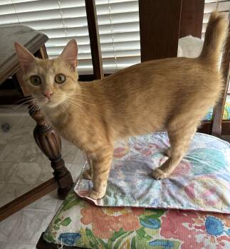 Jinger -  American Bobtail Cat for Adoption in Meeker, Oklahoma - Jinger | PetCurious