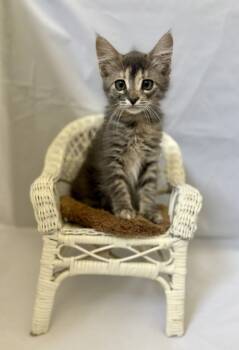 Rescue Manx and Domestic Short Hair Cats for Adoption in Picayune, Mississippi - Stormy | PetCurious