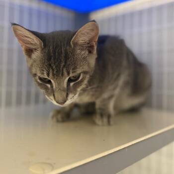 Party Man -  Domestic Short Hair Cat for Adoption in Columbiana, Alabama - Party Man | PetCurious