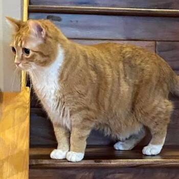 Domestic Short Hair Cats Available for Adoption - Breadstick C11151 | PetCurious