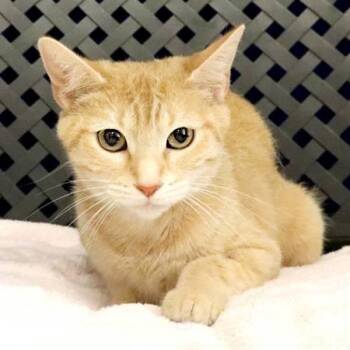 Venus -  Domestic Short Hair Cat for Adoption in Fort Davis, Texas - Venus | PetCurious