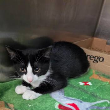 Reiji -  Domestic Short Hair Cat for Adoption in Philadelphia, Pennsylvania - Reiji | PetCurious