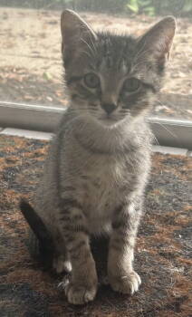 Rescue Domestic Short Hair Cats for Adoption in Oviedo, Florida - Oliver | PetCurious