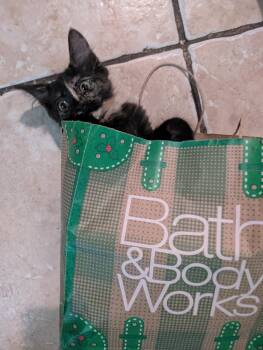 Zara -  Domestic Short Hair Cat for Adoption in City Of Industry, California - Zara | PetCurious