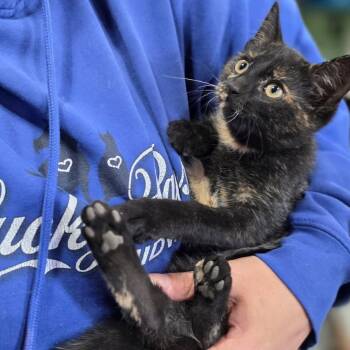 Rescue Domestic Short Hair Cats for Adoption in Baldwin, Wisconsin - Katia | PetCurious