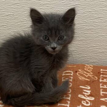 Rescue Domestic Long Hair Cats for Adoption in Stanwood, Washington - Spruce | PetCurious