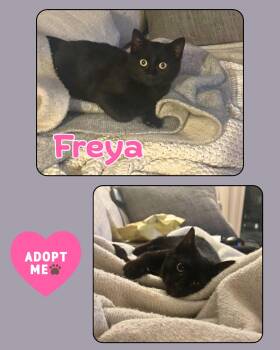 Domestic Short Hair Cats Available for Adoption in Port Chester, New York - Freya | PetCurious