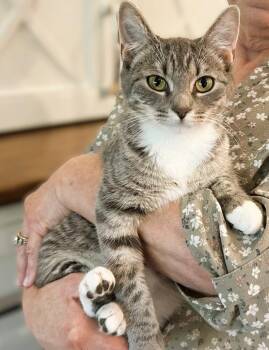 Domestic Short Hair Cats Available for Adoption - Bailey | PetCurious