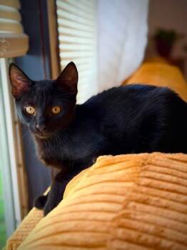 Ruby -  Domestic Short Hair Cat for Adoption in Kenhorst, Pennsylvania - Ruby | PetCurious