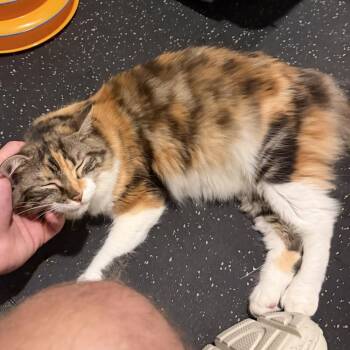 Tiger Lilly -  Domestic Short Hair Cat for Adoption in Falls Church, Virginia - Tiger Lilly | PetCurious