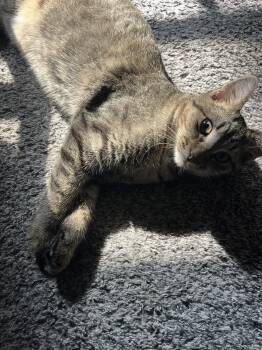 Rescue Tabby Cats for Adoption in Broken Arrow, Oklahoma - Finn | PetCurious