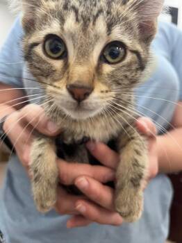 Domestic Short Hair Cats Available for Adoption in Fort Collins, Colorado - Lando | PetCurious