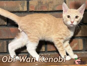 Obi-Wan Kenobi -  Domestic Short Hair Cat for Adoption in Douglasville, Georgia - Obi-Wan Kenobi | PetCurious