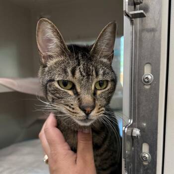 AIDEN -  Domestic Short Hair Cat for Adoption in Las Vegas, Nevada - AIDEN | PetCurious