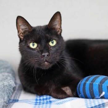 Circus -  Domestic Short Hair Cat for Adoption in Atlanta, Georgia - Circus | PetCurious