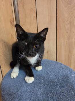 Butch 6.9.26 (Med-Waiver) -  Tuxedo and Domestic Short Hair Cat for Adoption in Apopka, Florida - Butch 6.9.26 (Med-Waiver) | PetCurious